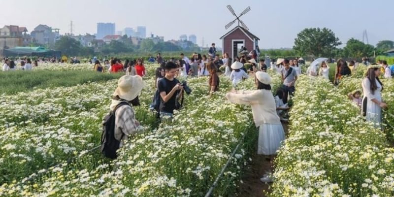 Kinh nghiệm đi vườn hoa Nhật Tân nhiều loài hoa đẹp