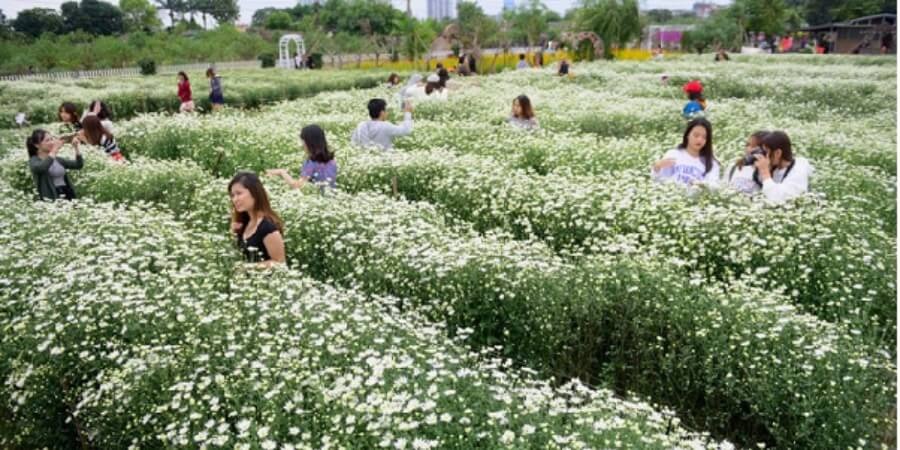 Kinh nghiệm đi vườn hoa Nhật Tân thơif điểm đẹp để đi