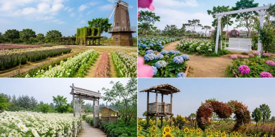 Kinh nghiệm đi vườn hoa Nhật Tân nhiều loài hoa 