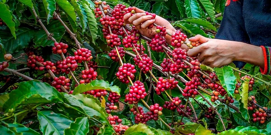 kinh nghiệm đi du lịch buôn mê thuột
